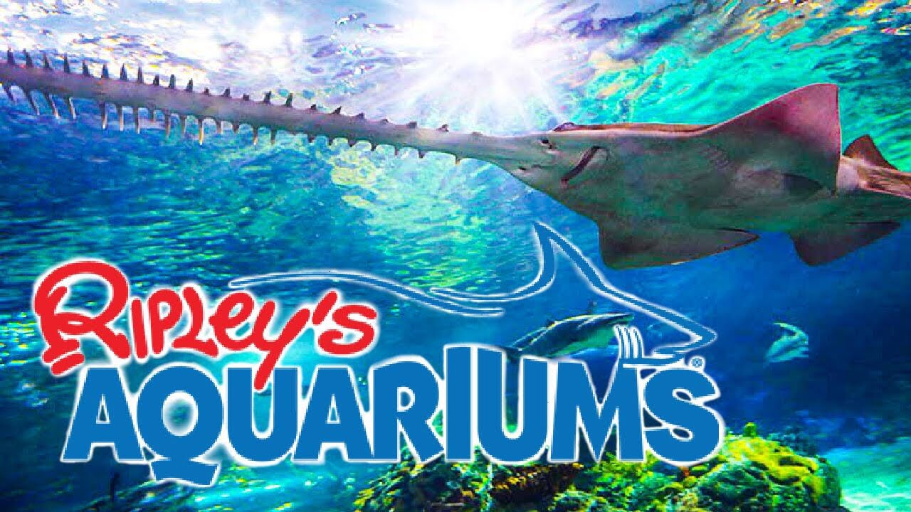 Ripley’s Aquarium! : Exhibits - YouTube