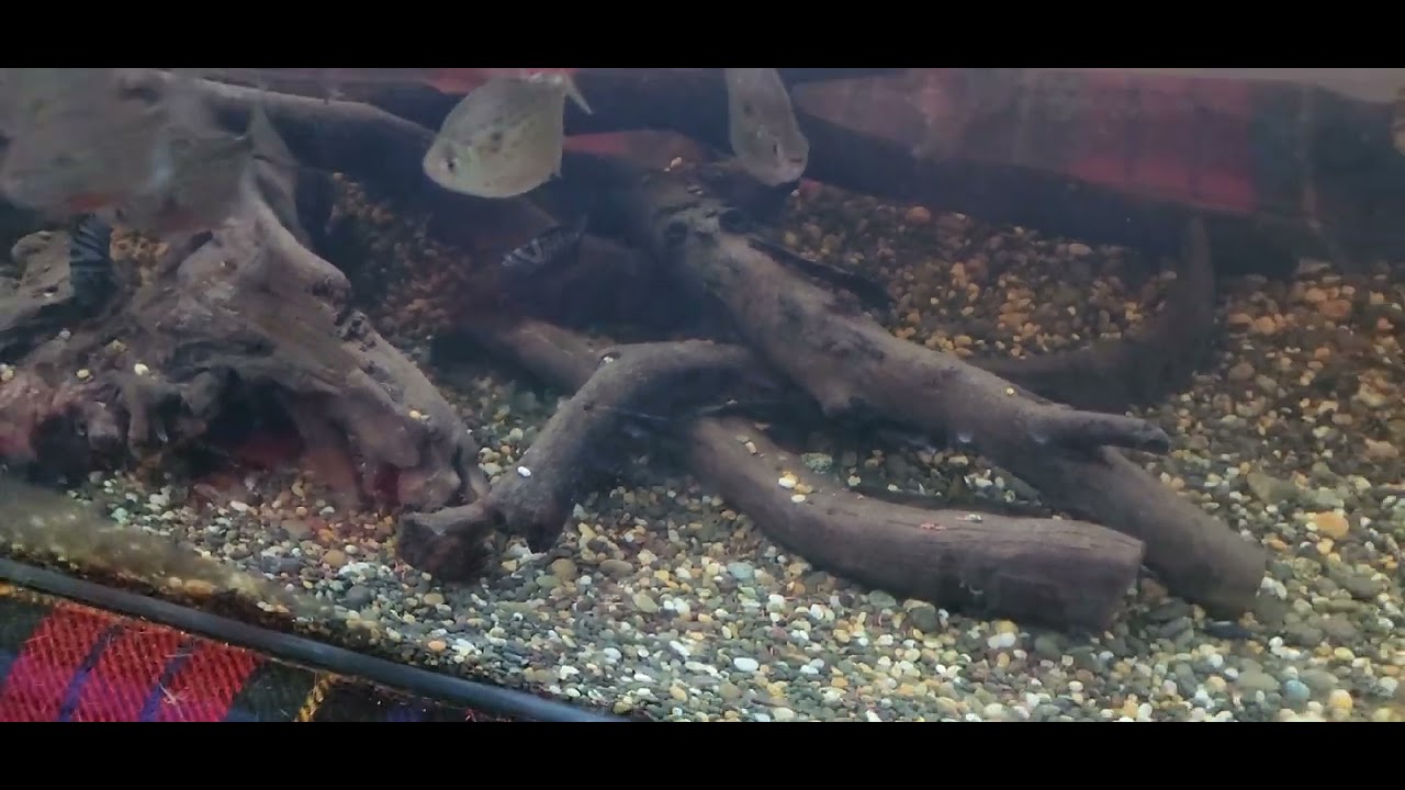 Bumblebee catfish nest1 YouTube