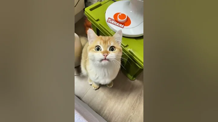 Watch the video about #shorts #cat 🐾#cute😻 #cool😎 #catsofinstagram🐈 #catlover💕 #catlove #meows_luv #meow #funny 😹#kucing