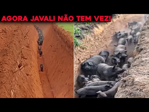 Vídeo: Javali: morador da floresta