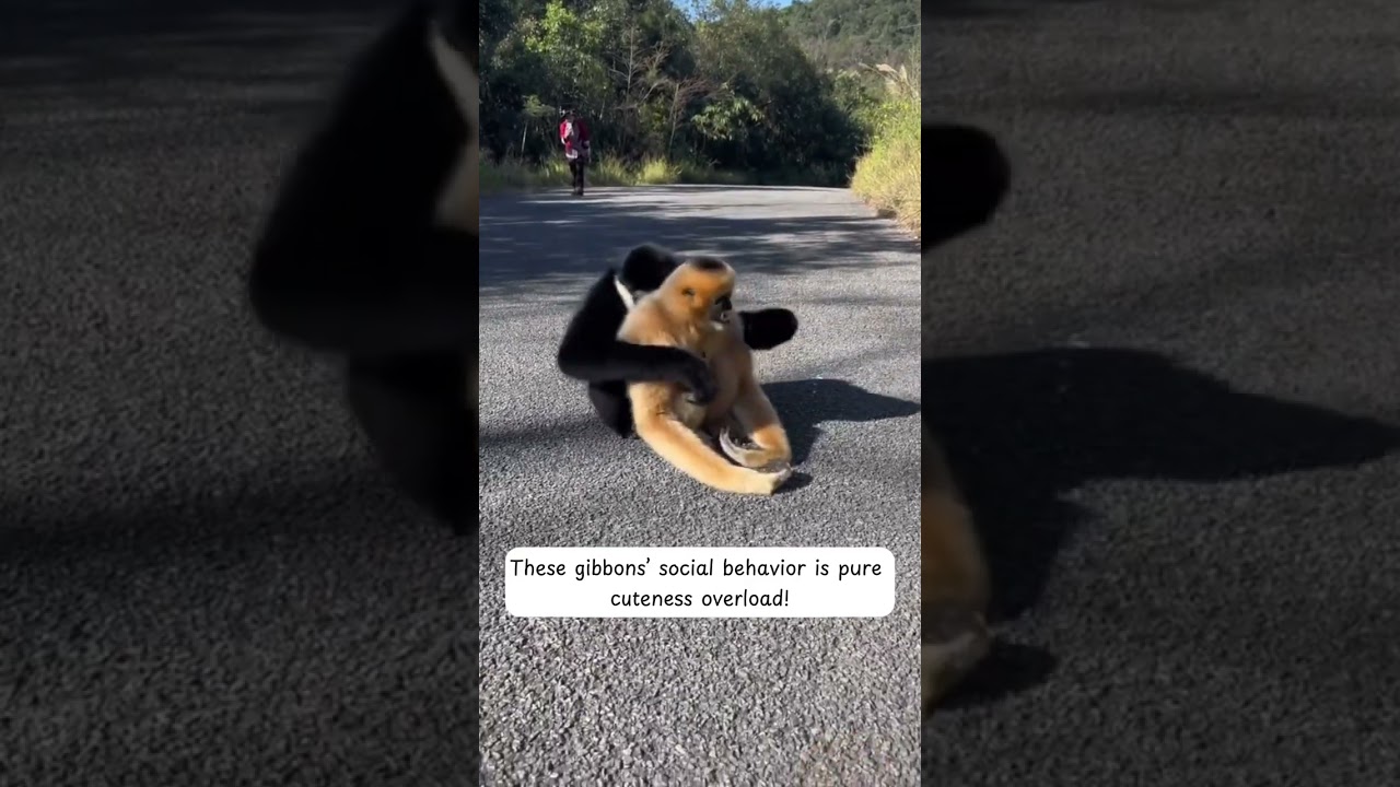 Funny Gibbons Surprise Everyone With Hugging Instead of Fighting - CreatureCops