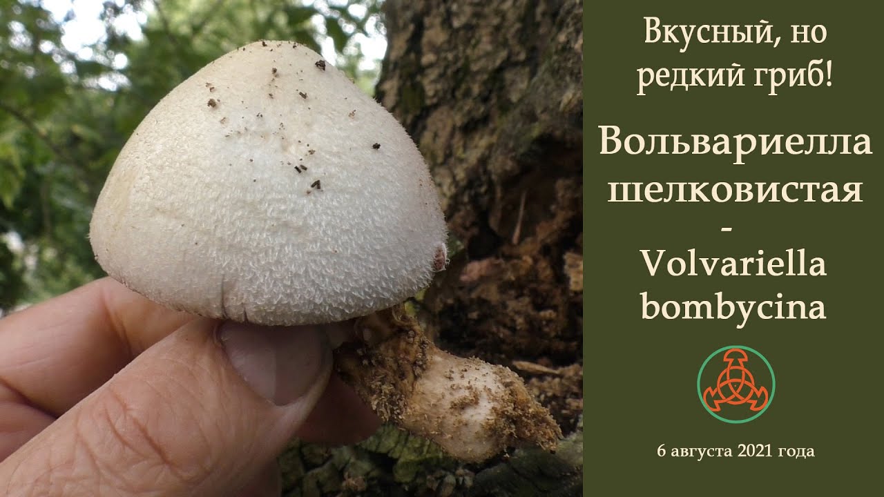 Вкусный, но редкий гриб! Вольвариелла шелковистая -  Volvariella bombycina.