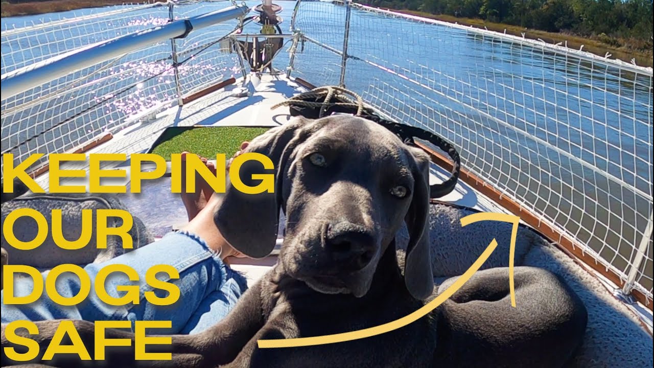 DOG PROOFING a Sailboat | Sailing Zephyr – Ep. 173