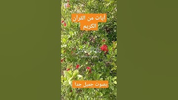 أيات من القرآن الكريم #القرآنالكريم #القزابري #اكسبلور #المصحف #لايك #تيك_توك #الرحمن #دويتو