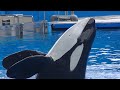 Orca Encounter (Full Show) July 13, 2020 - SeaWorld Orlando