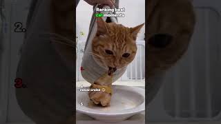 Ranking best cats moments   #funny #cat  #animallife #cute #memes #petsrule #pet #animal