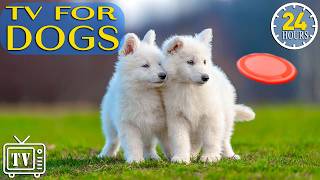 Dog TV 24/7: Anti-Anxiety Music & Videos for Dogs | All-Day Stress Relief for Anxious Dogs + Music