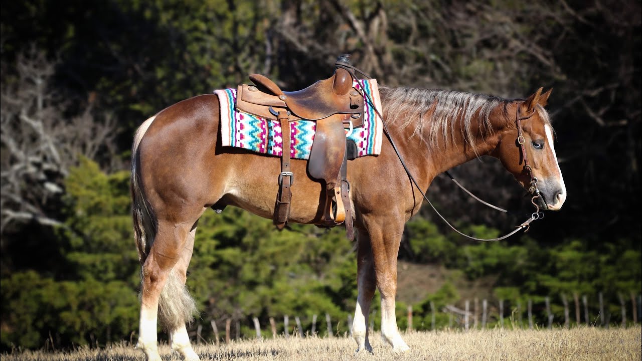 LOT 99 Shawnee Horse Sales Mr Trashman YouTube