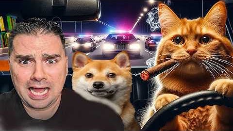 Crazy Cat Takes the Wheel!