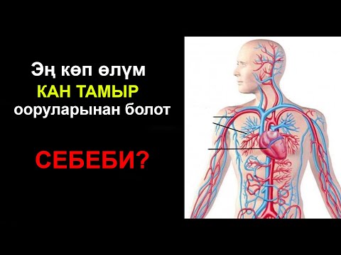 Кан тамырларды кантип чыңдаш керек Кан тамырларга кам көрүү
