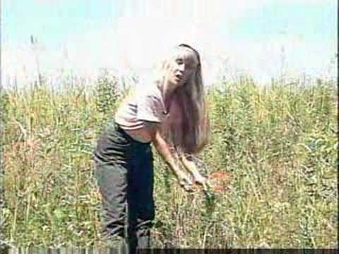 Jeanne Jones - Natural Wonders - Butterfly Weed