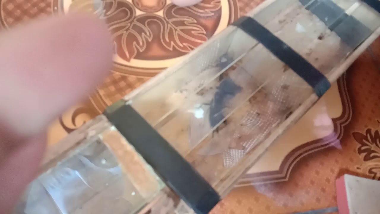 aduan jangkrik paling seru 