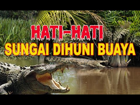 4 CIRI SUNGAI DIHUNI BANYAK BUAYA MUARA GANAS DAN BERBAHAYA...