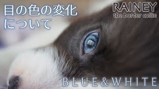 ブルー ホワイトのボーダーコリー 目の色の変化について Rainey 40 Youtube