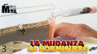 LAS NUEVAS HORMIGAS SE MUDAN AL HORMIGUERO DE ARENA | Hormigas Messor Barbarus