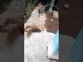 Squirrel Wants to Play with Children #cutesquirrel #animals #shorts