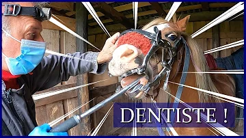 Quand appeler le dentiste pour son cheval ?