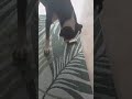 Os à mâcher en peau de buffle pressée pour chien Zoomalia