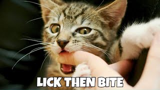 Why Does My Cat LICK ME and Then BITE ME? 🐱 (Odd Behavior EXPLAINED)