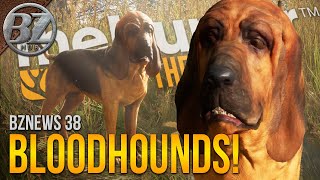 theHunter: Call of the Wild™ - Bloodhound