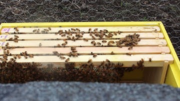 Foundation less hive inspection #3