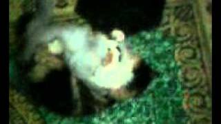 MOV0001A.avi