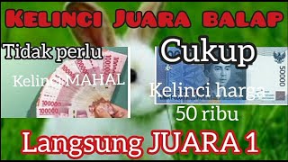 50 Ribu Sudah Bisa Punya Kelinci Juara Balapan ( Ciri Kelinci Yang Selalu Menang Balap Kelinci)