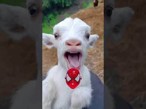 خروف العيد جوعان اكل ابني سبيدر مان خروف الحلوب