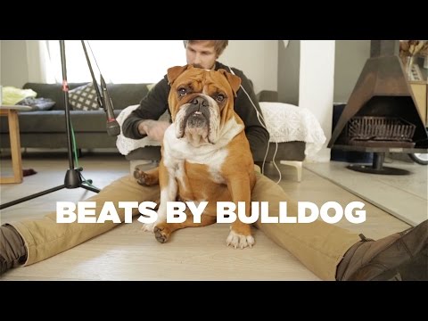 Видео: "Beats By Bulldog" е най-уязвимото мелодия, което някога е било тото