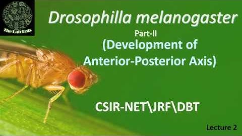 Developmental of Anterior-Posterior axis in Drosophilla melanogaster_Dev Bio\CSIR-NET/JRF\DBT