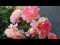 Чайно-гибридная роза Августа Луиза (Augusta Luise) часть 2.