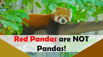 Surprising Facts About Red Pandas You Never Knew!