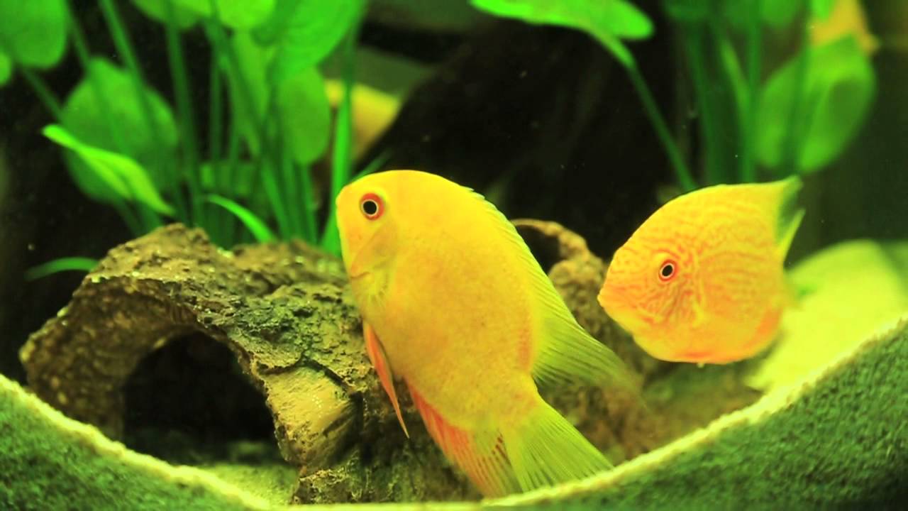 Severums Mating YouTube