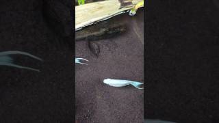 catching giant snakehead fish - SNAKEHEAD FISH #shorts #fish #channa #viralvideo