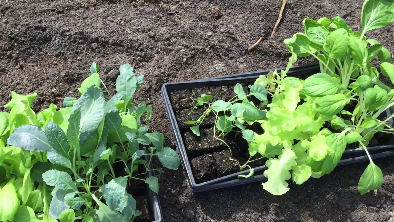 Florida Fall Garden - Transplanting Cool Season Vegetables 10/07/18