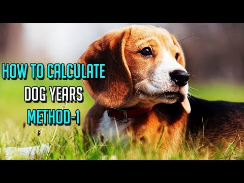 Video: How To Determine The Age Of Your Spaniel