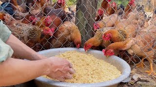 Free-range chicken farm - Processing food for egg-laying chickens and meat-producing chickens