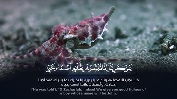آياتٌ من القرآن الكريم تزرع الطمأنينة والسكينة في النفوس 2023