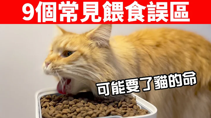 9个常见的猫咪喂食误区，你还在这样喂？小心害了猫！【猫咪养护EP7】 - 天天要闻