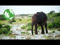Gabon a global conservation leader