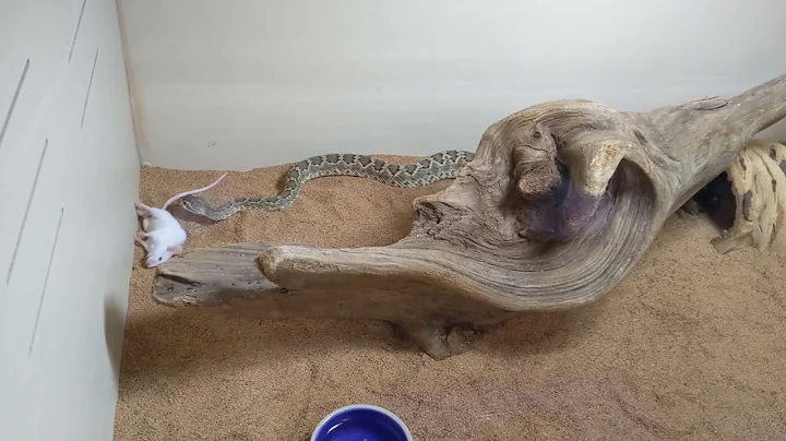 Satchmo the Mojave Rattlesnake's First Live Feeding Vid of 2023
