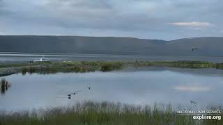 eagle tries to grab a merganser slow motion and regular speed 8/1/2020