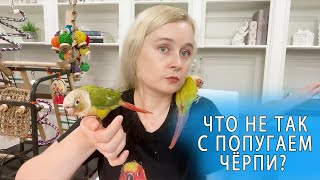 картинка: ПРОБЛЕМА С ЧЕРПИ | КАК НАУЧИТЬ ПОПУГАЯ ХОДИТЬ В ТУАЛЕТ В ОДНО И ТО ЖЕ МЕСТО