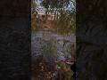 Sax by the river ep.3: “All of Me” #sax #saxophone #relaxing #music #nature #outdoors #shorts #jazz
