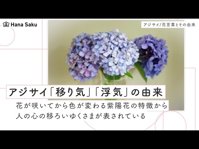 アジサイ 花言葉 Youtube