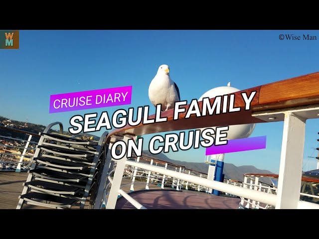 SEAGULL FAMILY ON CRUISE 