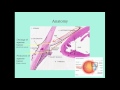 Glaucoma - CRASH! Medical Review Series