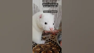 Обычный день норки #TikTok #Норка