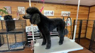 Romeo the poodle post groom by Jarrod Whaley 118 views 2 weeks ago 12 minutes, 2 seconds