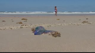 Portuguese man o' war showing up in Jacksonville Beach